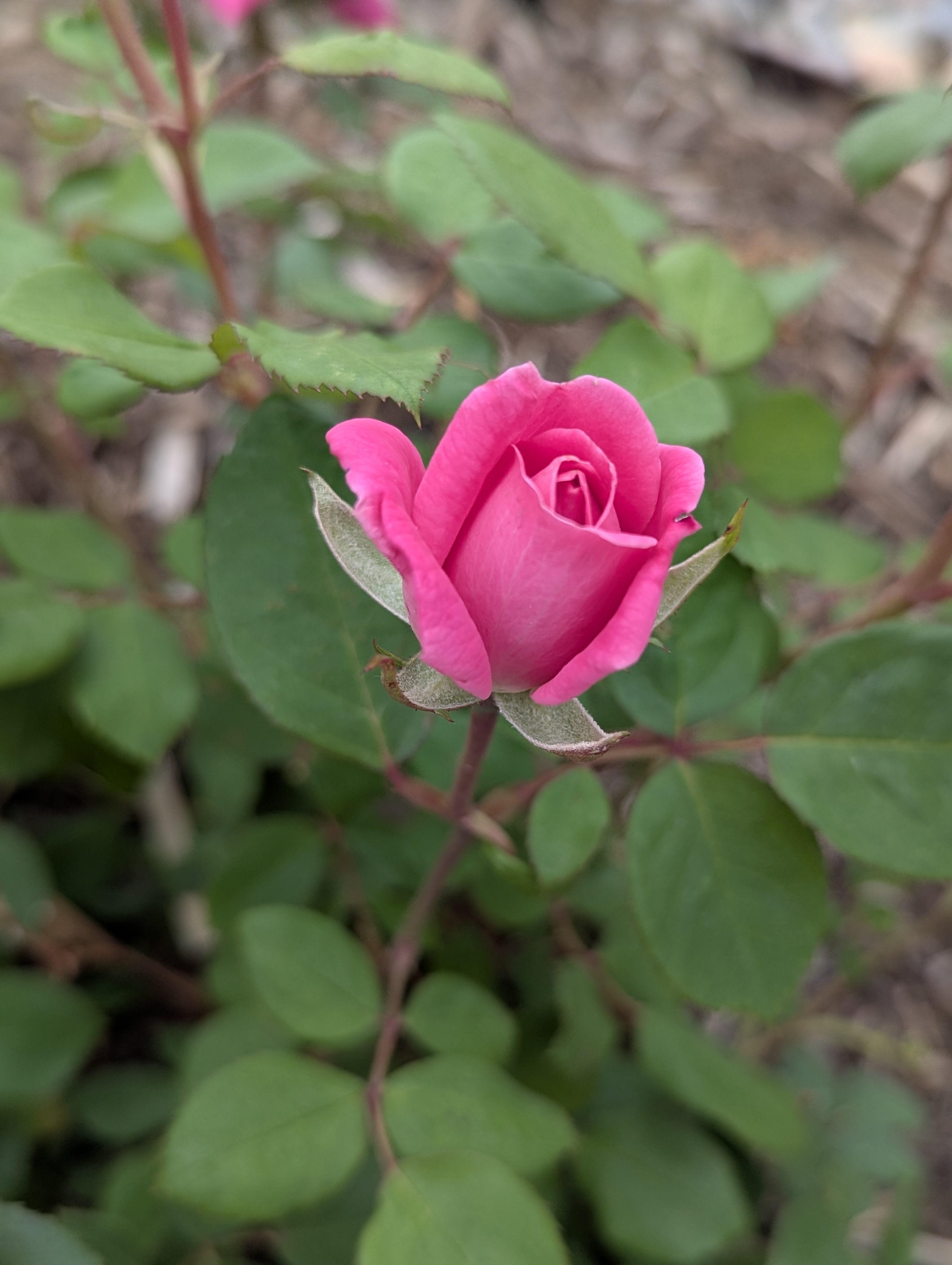 Garden, Flowers, Morrison, Colorado